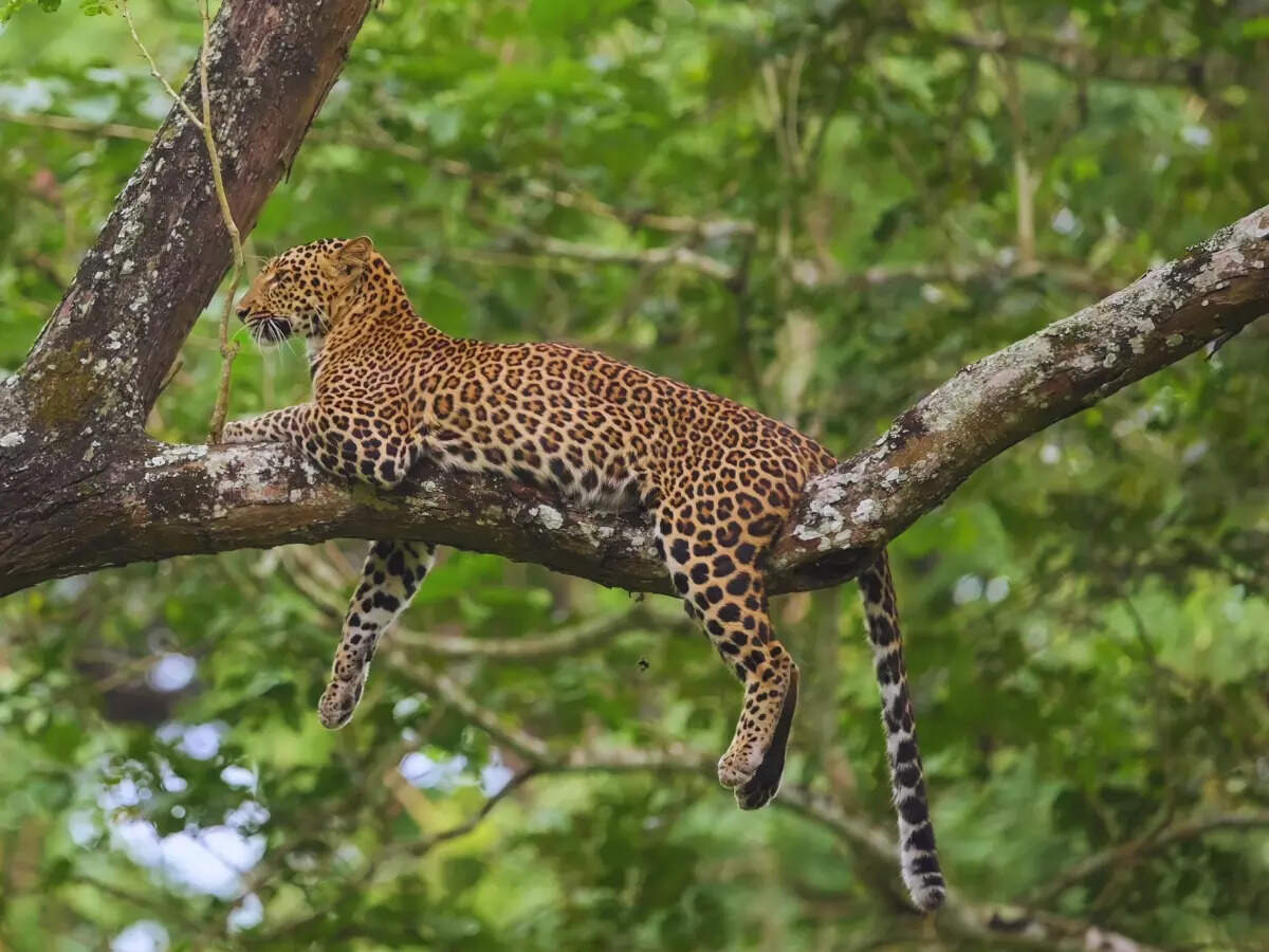 From safari to trekking: 8 best wildlife experiences in the Western Ghats