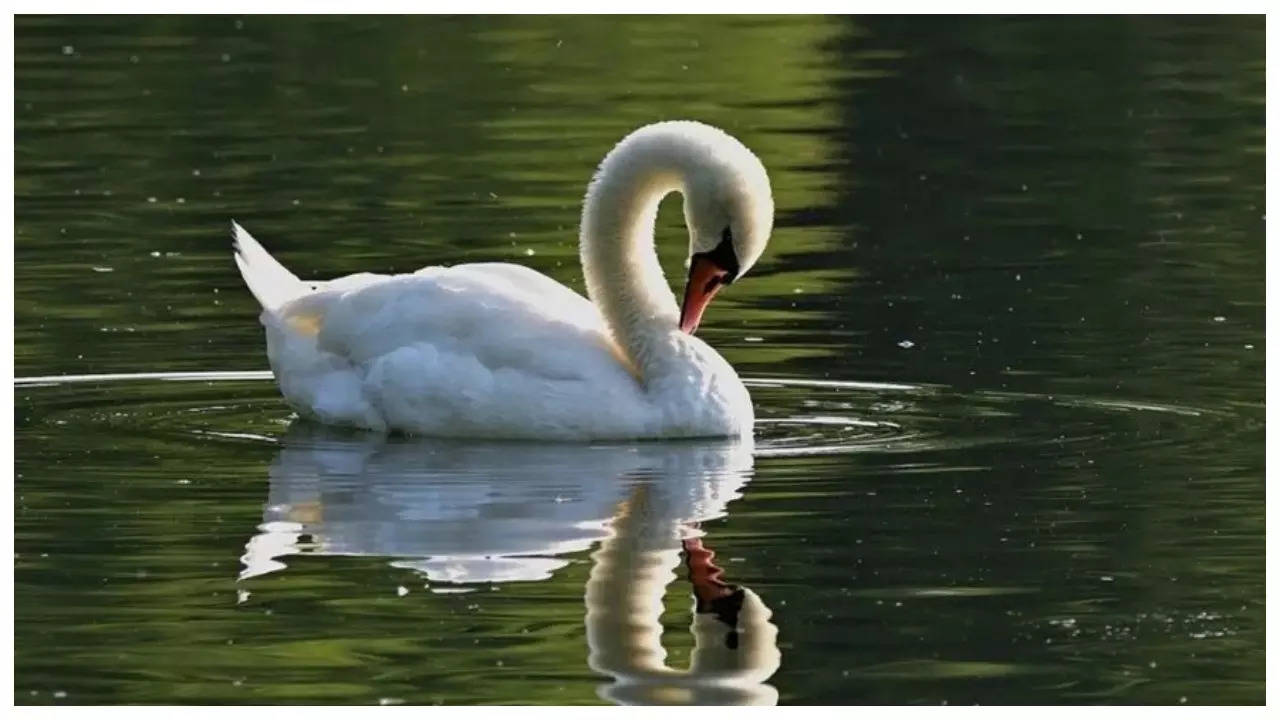 Optical illusion: Only a genius can spot the heart in this picture of a swan within 3 seconds