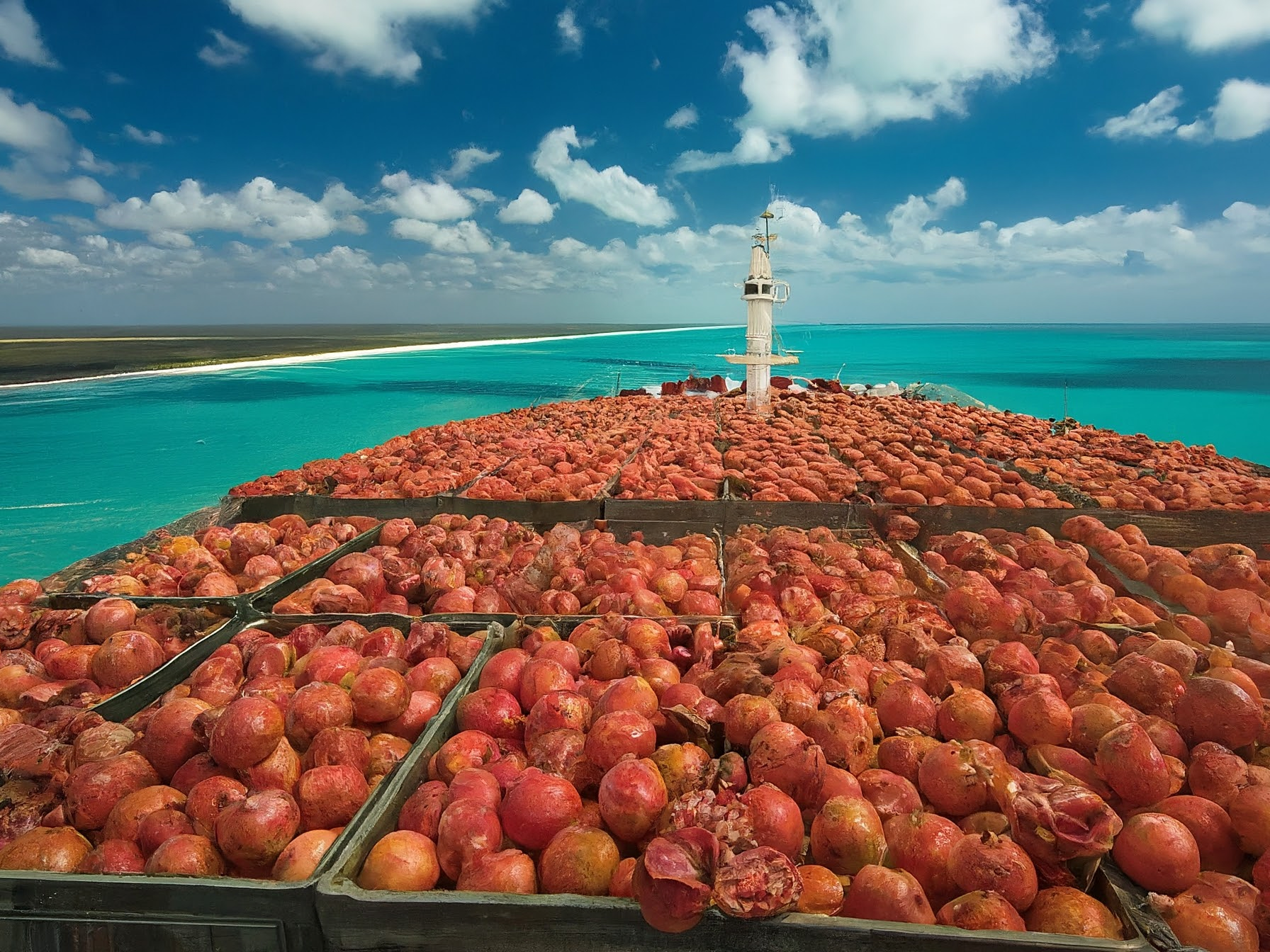 India successfully completes first trial shipment of pomegranate to Australia through sea