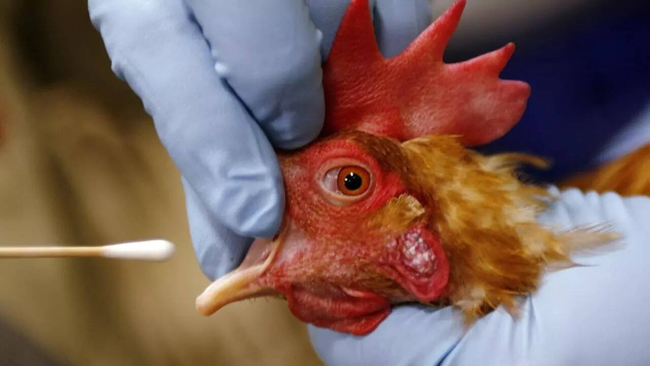 Bird flu (6)
