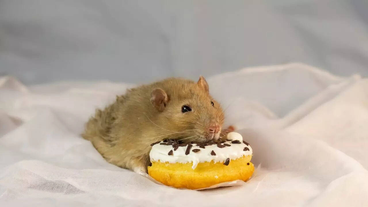 mice sweet