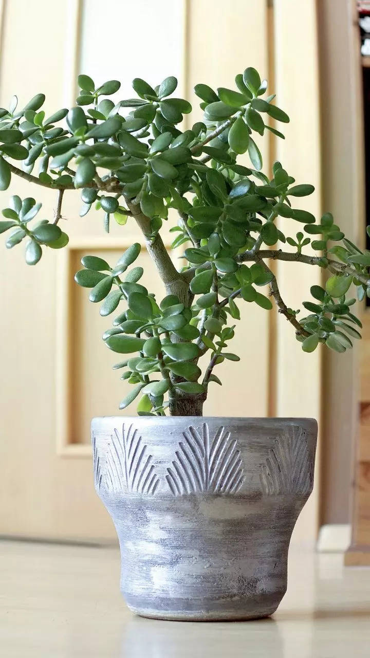 10 reasons one must grow a Jade plant in their home