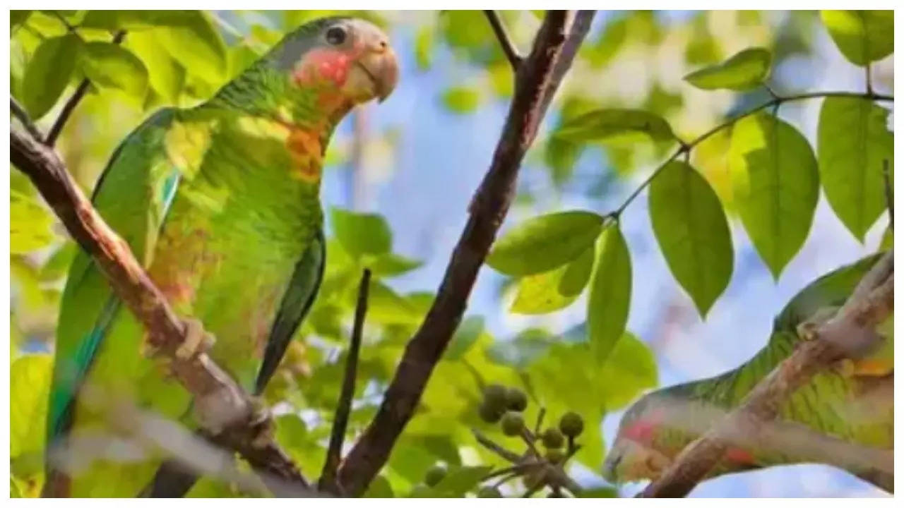 Optical illusion: Only a genius can spot the second parrot on the tree in just 5 seconds