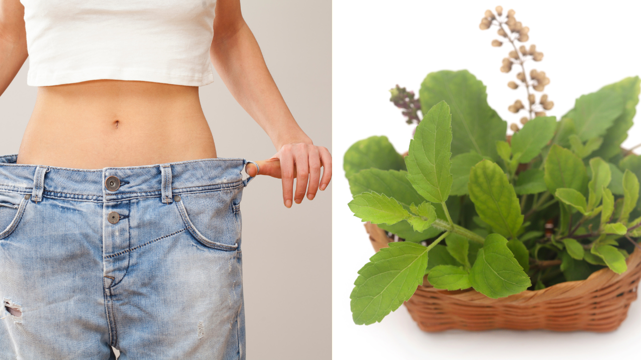 Tulsi for weight loss: How to use tulsi leaves to burn belly fat