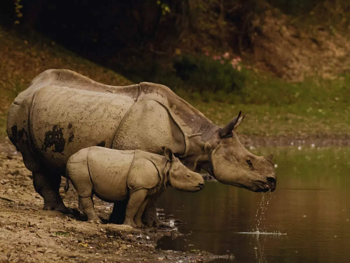 Up close with rhinos and tigers: The ultimate Kaziranga safari guide