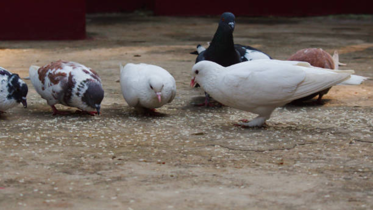 Pigeons, the messengers of old times, can be passengers of deadly lung diseases. How?