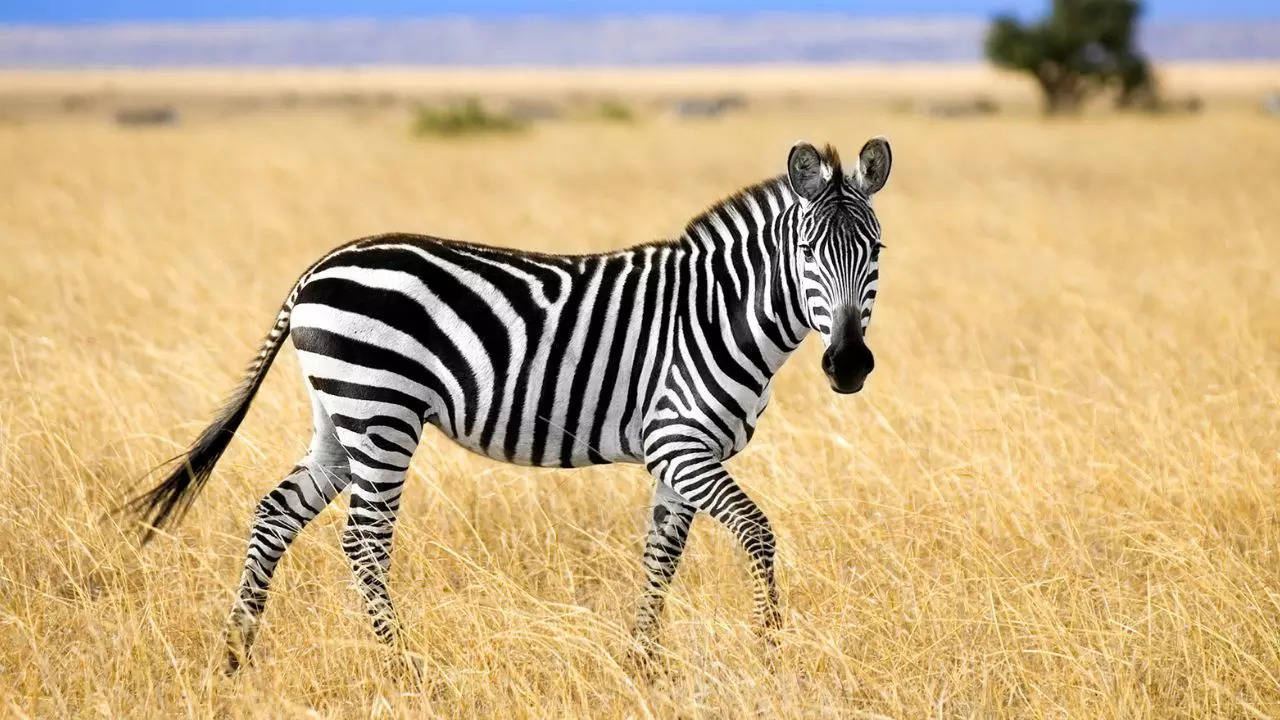 Zebras are black with white stripes or white with black stripes?