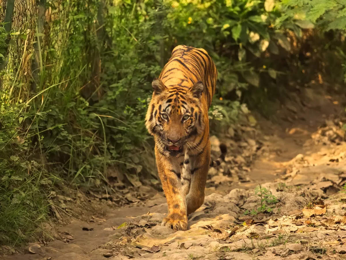 What's inside the smallest tiger reserve in India?