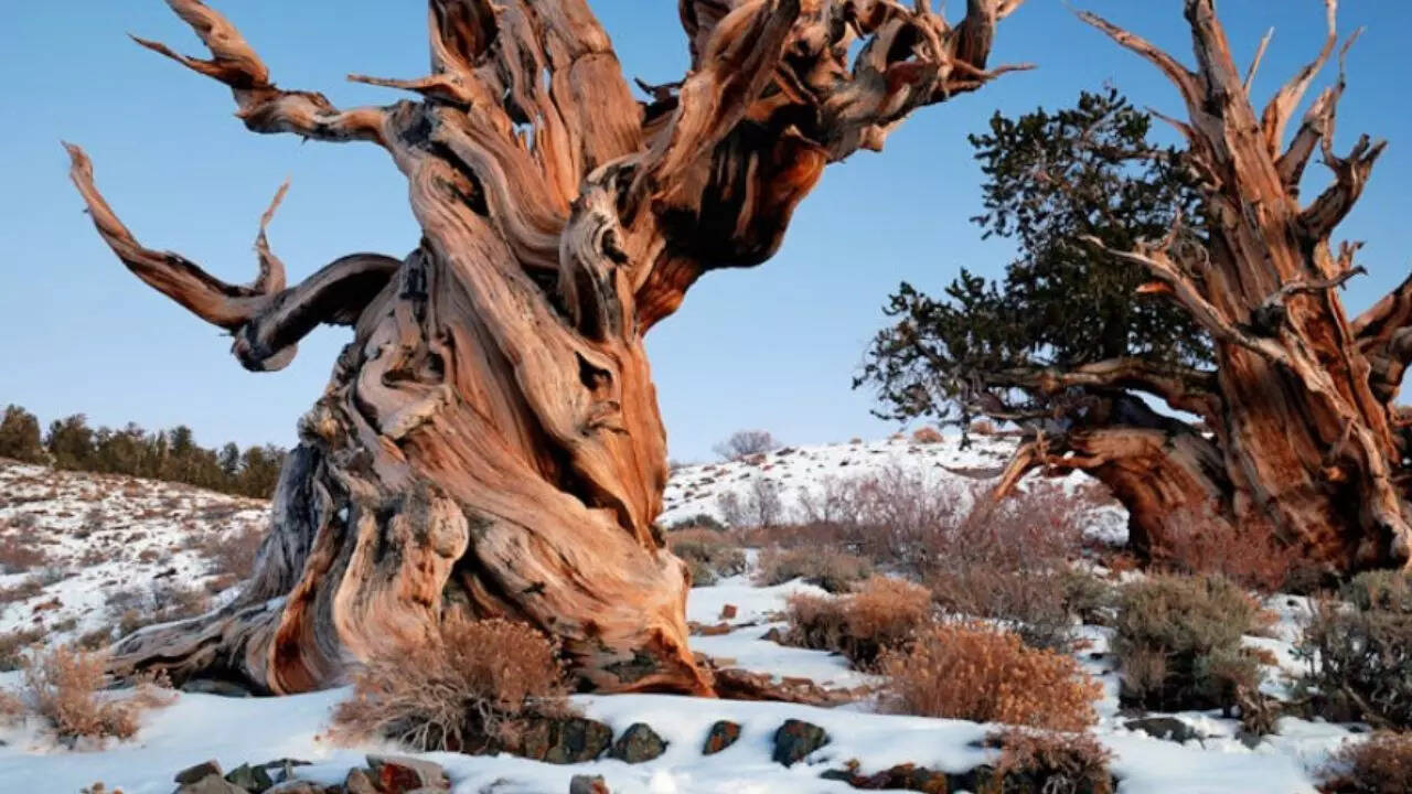 Methuselah - the oldest living tree