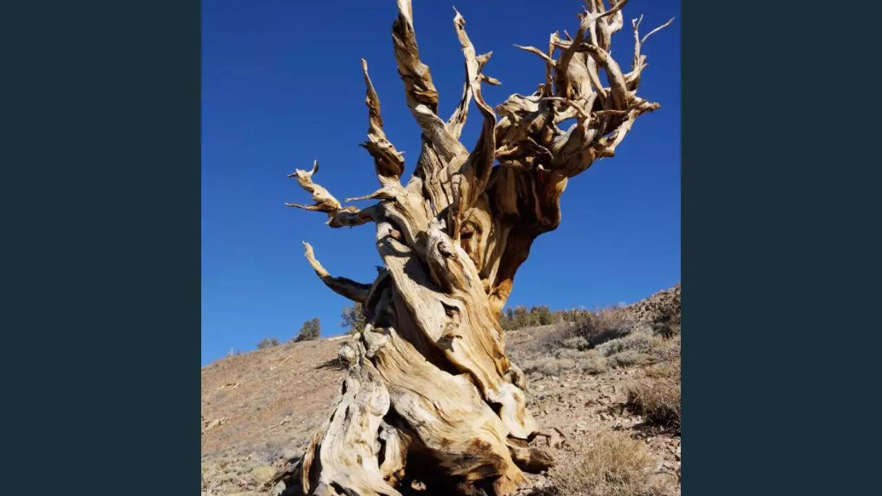 Methuselah - the oldest living tree
