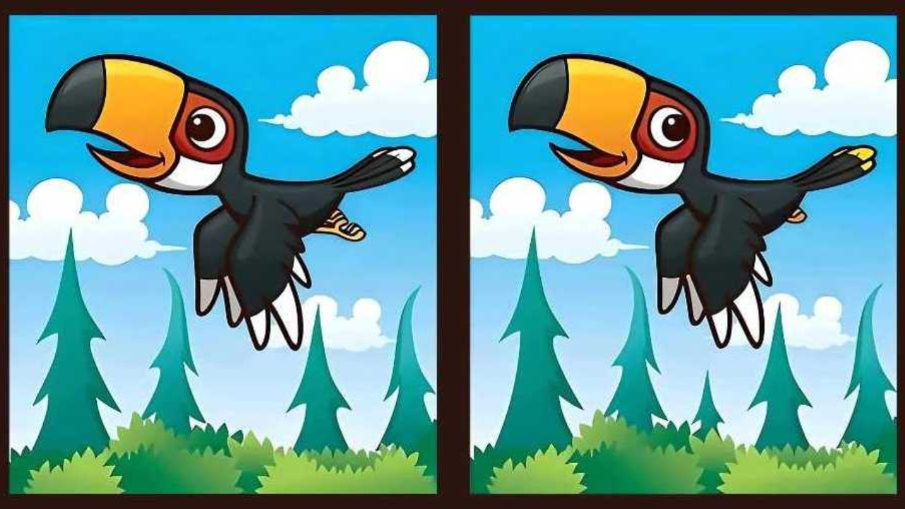 Find the Difference: Spot 5 differences in this Toucan bird picture