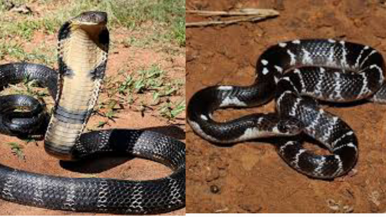 King cobra vs Indian krait: Which snake is more poisonous?