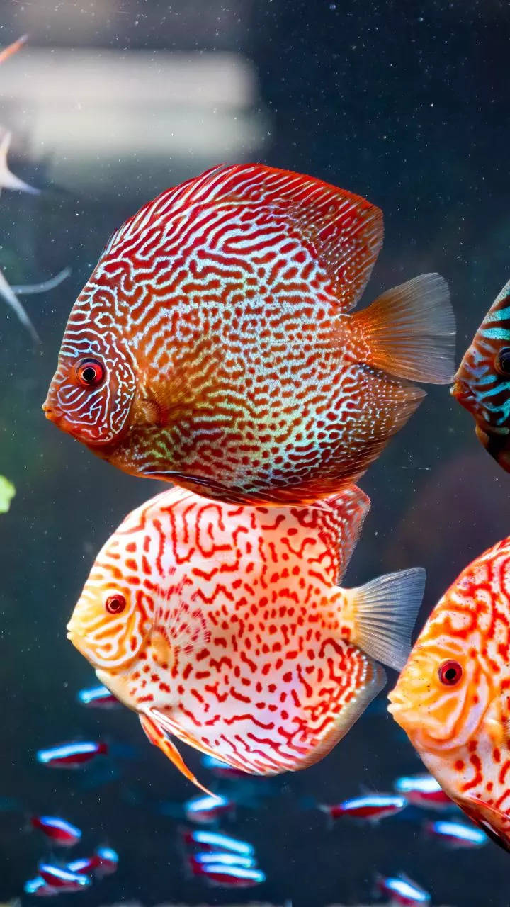 8 beautiful fishes only experts should keep