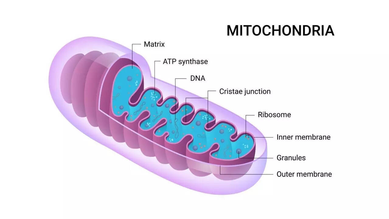 mitochondria