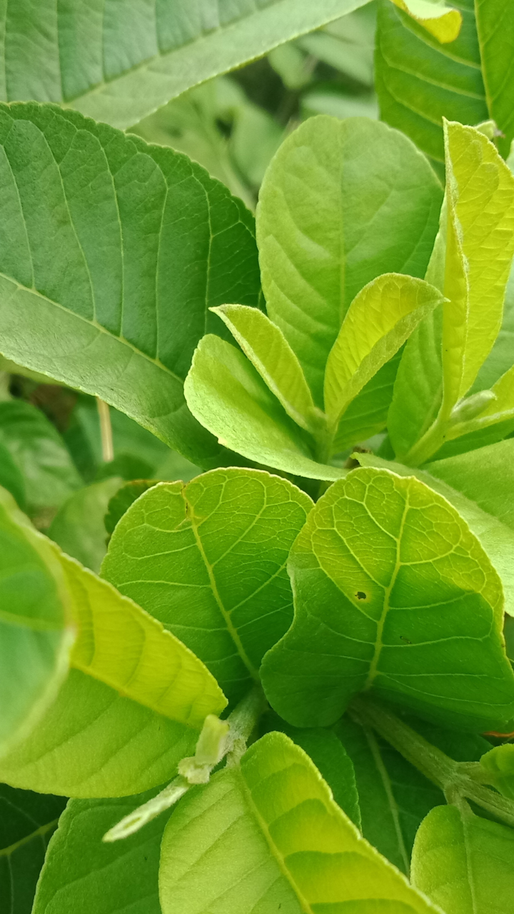 Benefits of chewing on guava leaves thrice a week