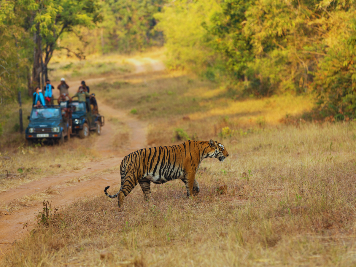 The ultimate tiger safari circuit: Top 9 parks in India for maximum sightings