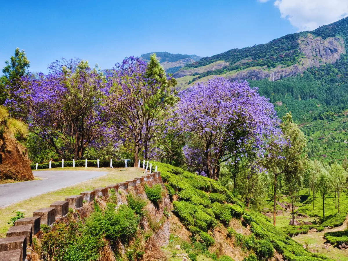 From cherry blossoms to gulmohar: India’s most stunning blooming trees worth travelling for