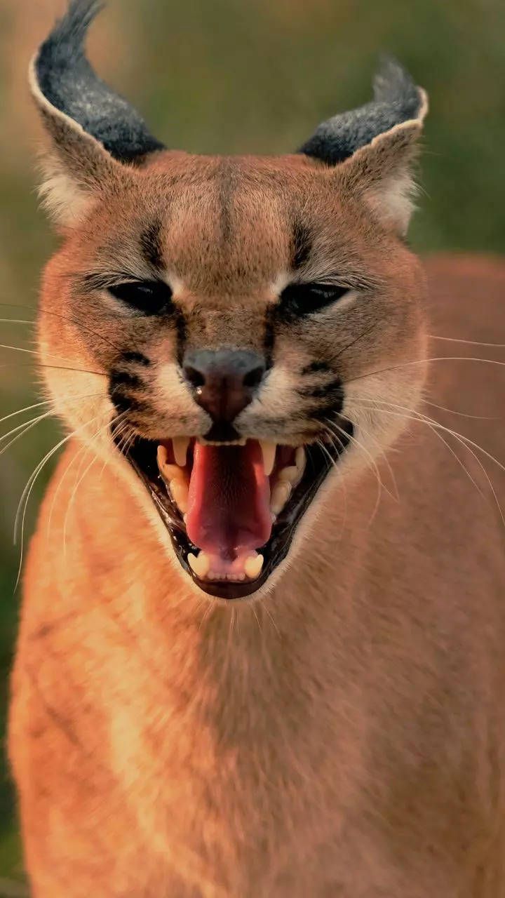 10 most wild and vicious members of the wild cat family