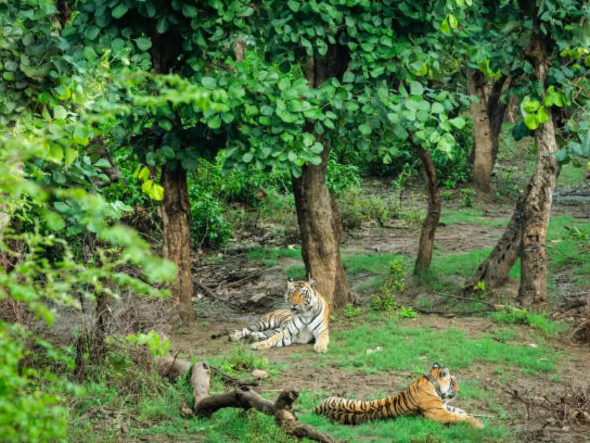 Sariska’s unbelievable tiger comeback, and what makes this tiger reserve special