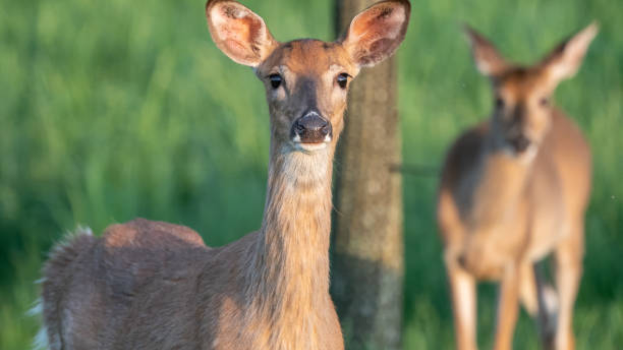 ‘Zombie’ deer spotted in Ohio, US: All about the condition seen in deer family; can it spread to humans?