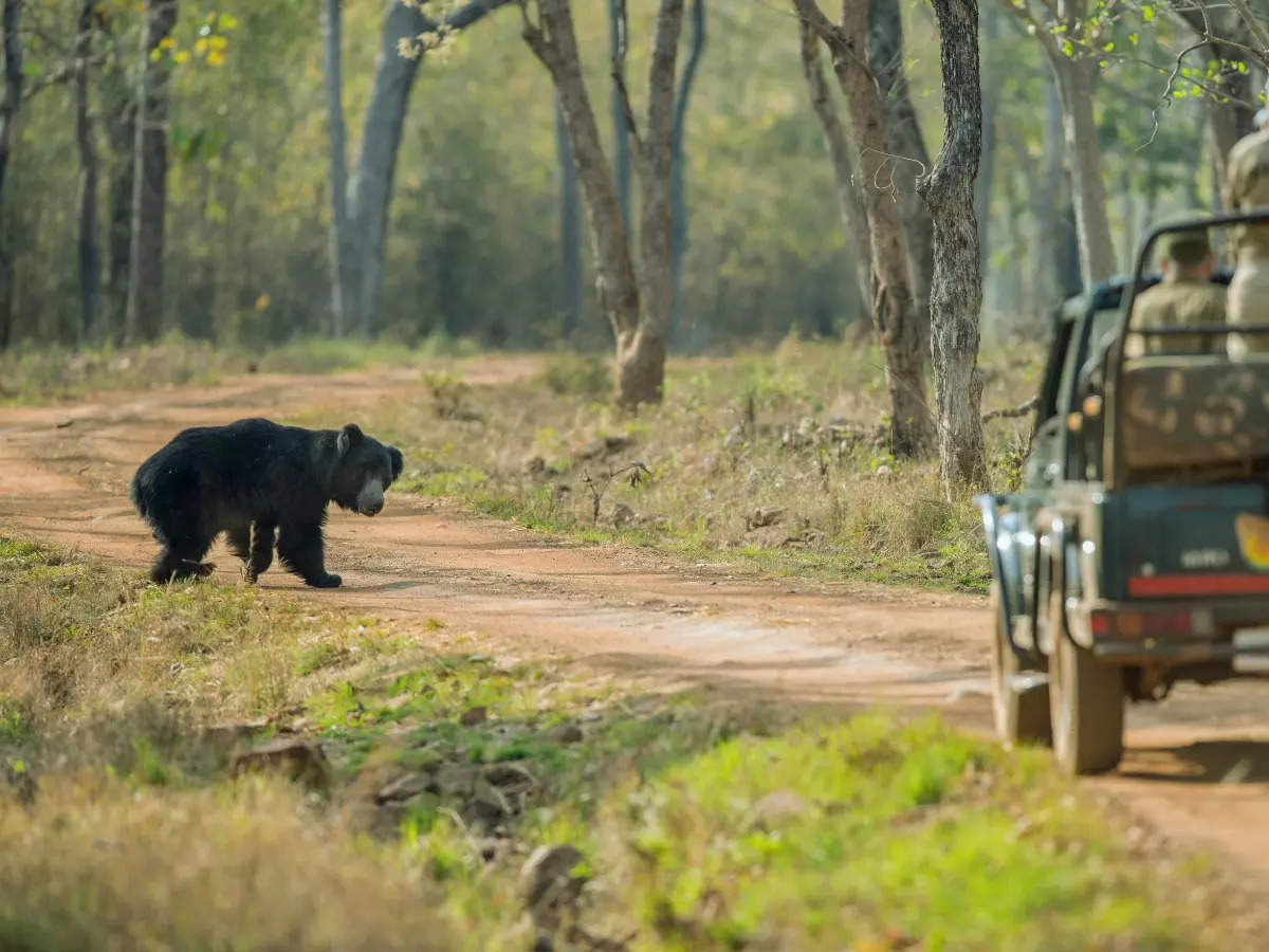 9 best national parks and sanctuaries in India to see sloth bears