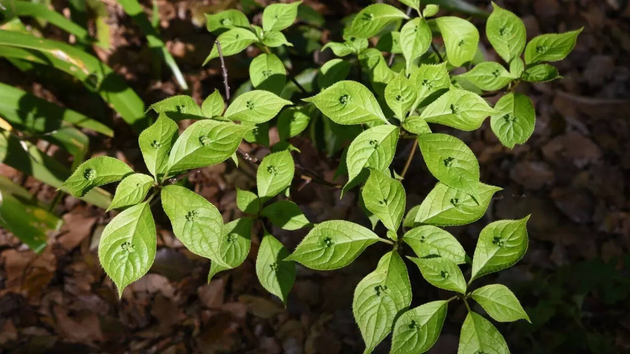 ozempic plant