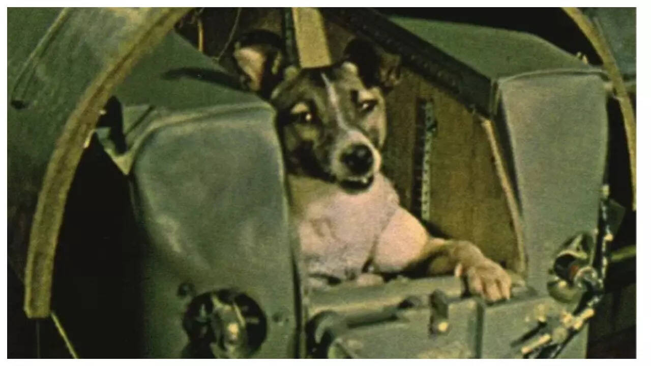 The story of Laika the street dog, who was sent to space to 'die'