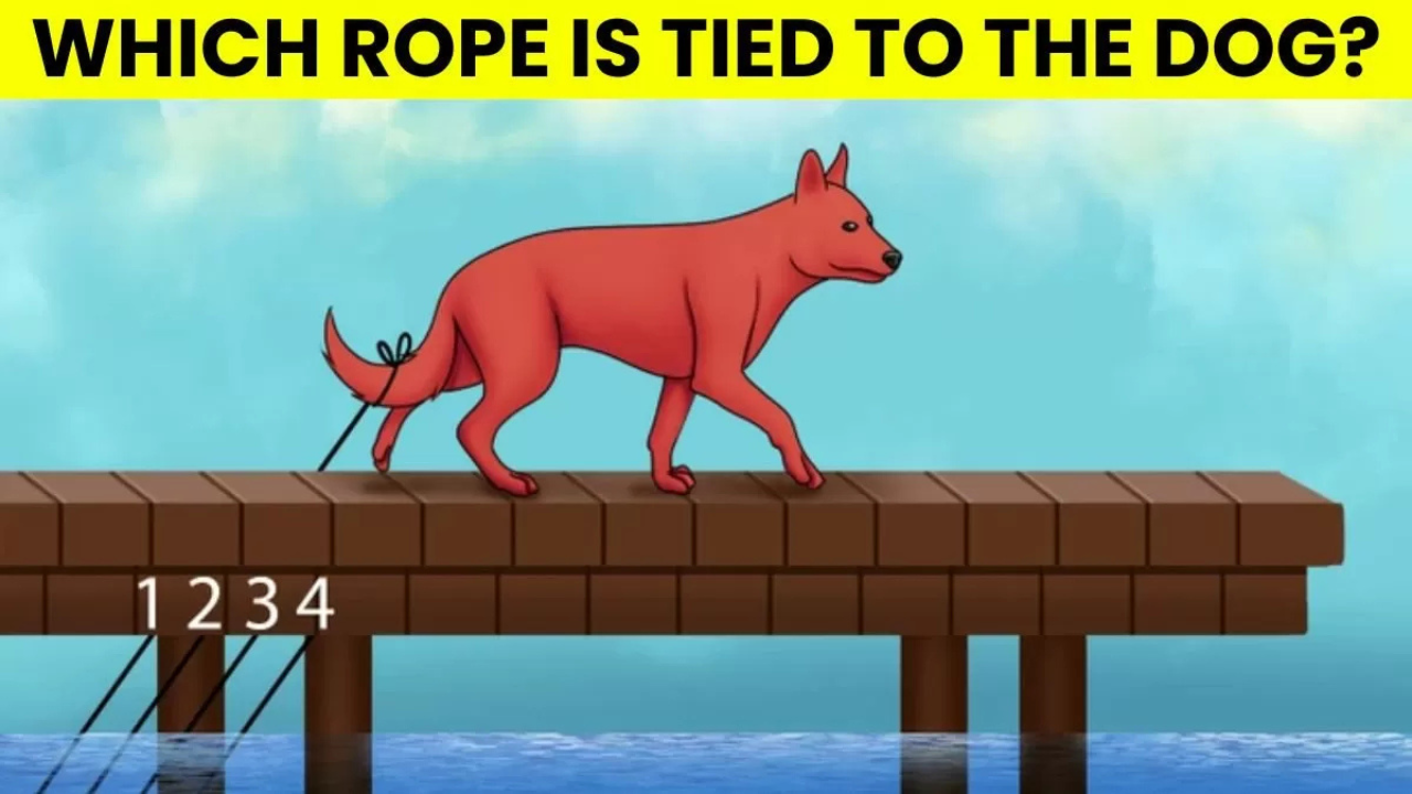 Optical Illusion: Only the smartest person can tell which rope is tied to the dog