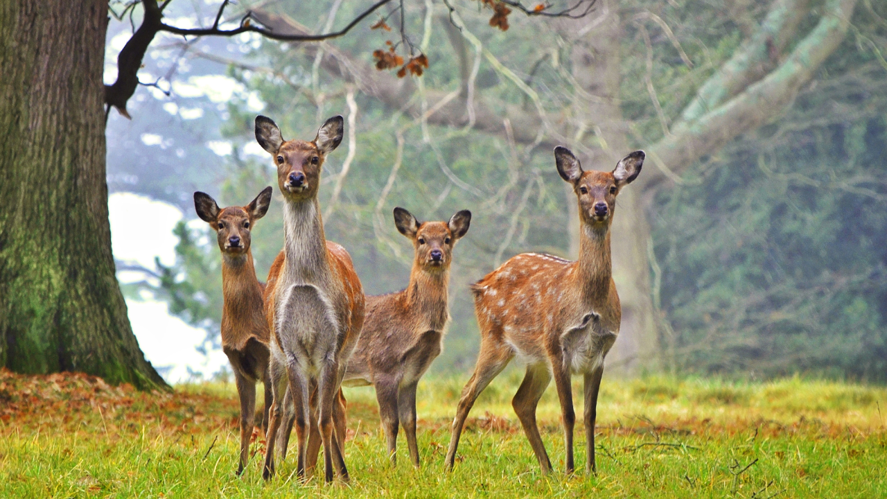 Don’t call it ‘zombie deer disease’: Experts warn this disease could become a global crisis