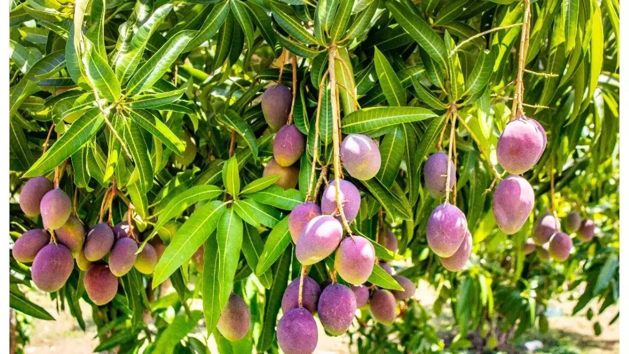 World’s most expensive mango: ‘Egg of the Sun’