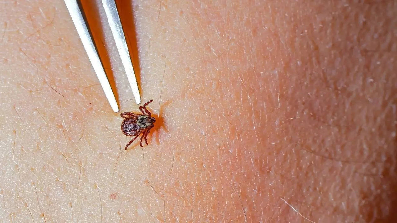 What is Lyme disease? Scientists uncover an enzyme that could revolutionize the treatment of the disease