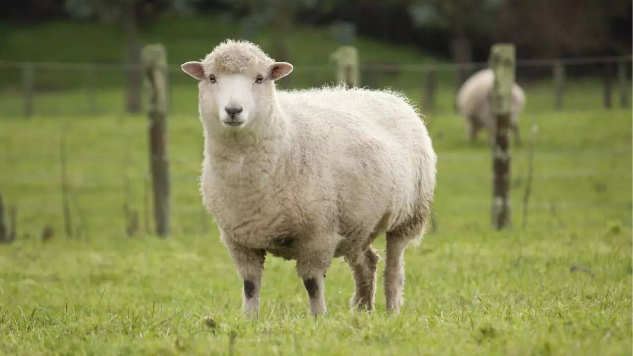 World’s first case of bird flu in sheep found in England: Here’s what it means