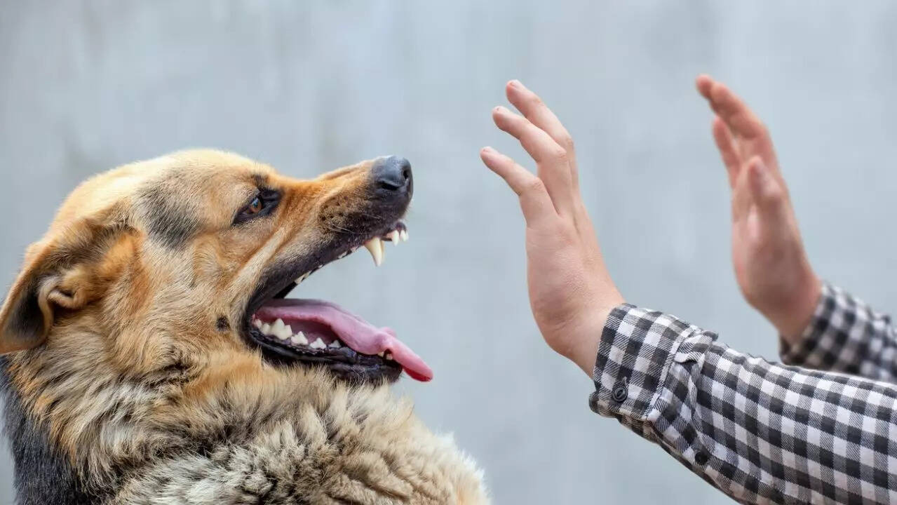 dog bite