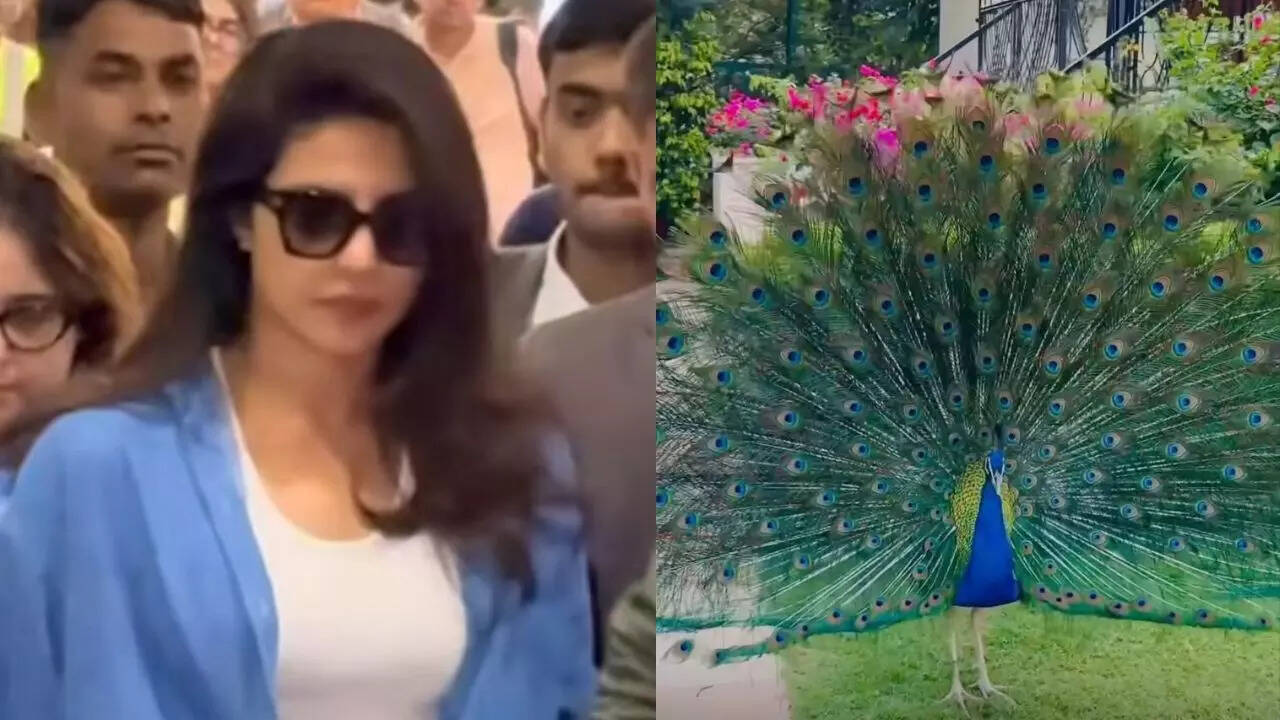 Priyanka Chopra finds a friend in a peacock - PICS