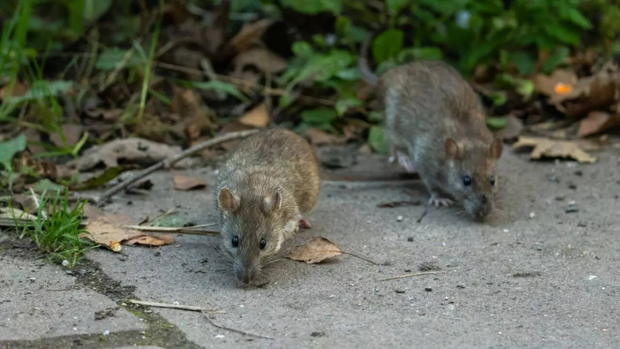 hantavirus 2