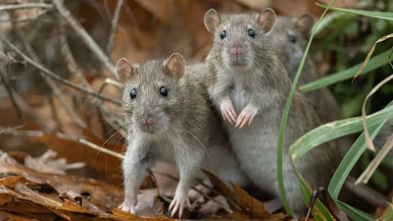 hantavirus