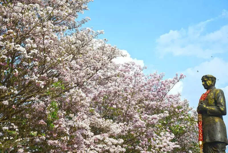 Flowers bloom as summer springs colours of joy across Bengaluru