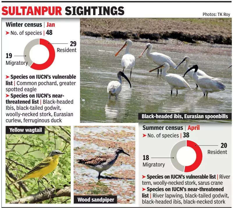 Migratory birds extending stay? More species at Sultanpur park this summer