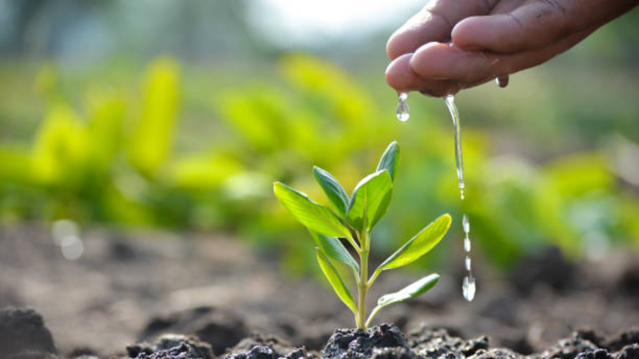 Fostering a growth mindset through gardening