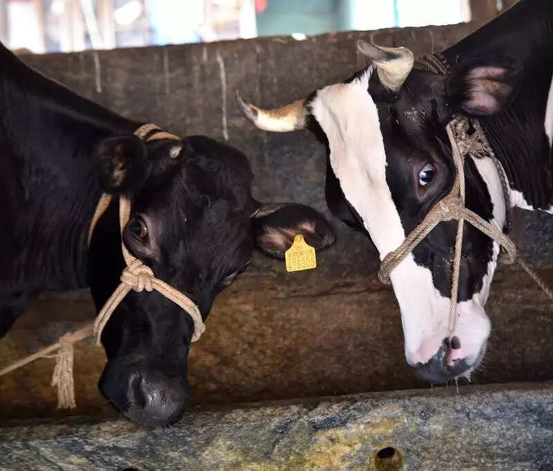 Gadvasu for climate-resilient cattle sheds amid rising temp