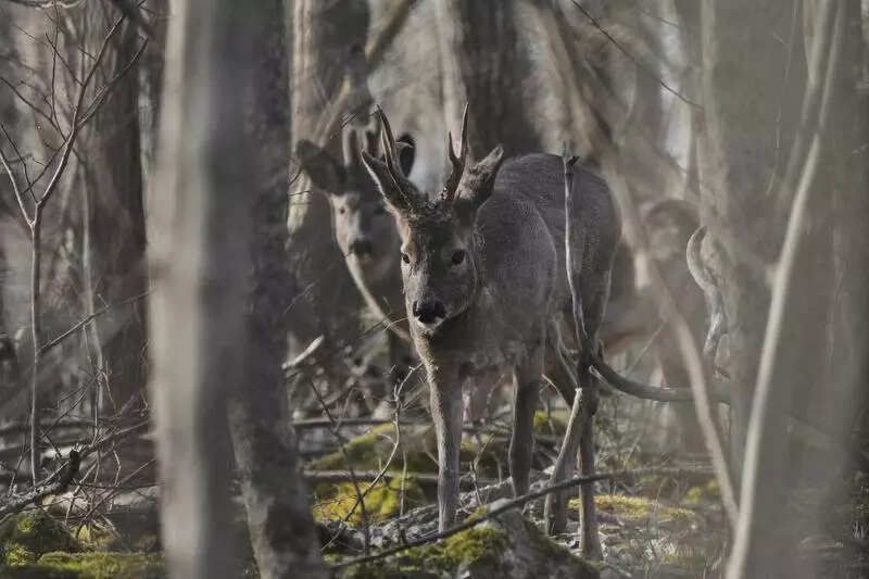 Deer rescued from IT park in Thane