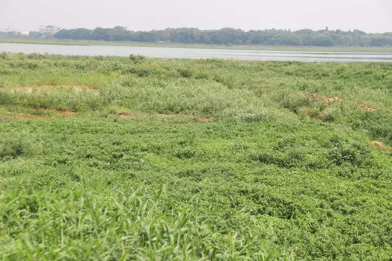 Marshals quit over unpaid wages, leaving Bengaluru lakes unprotected
