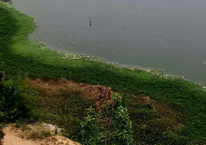 Locals claim pollution killing fish in Gopanpally lake; officials to inspect