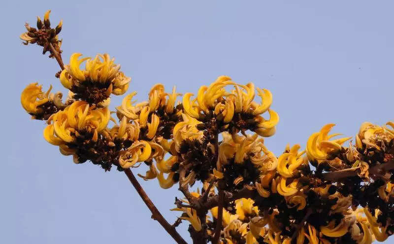 Flame of the forest puts on a rare yellow face in Mangar’s Aravalis: Morph Palash tree becomes a point of scientific interest
