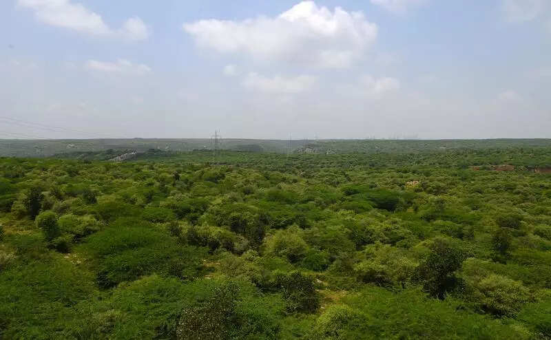 Forest cover: Walls & wires set to fence 7 green patches