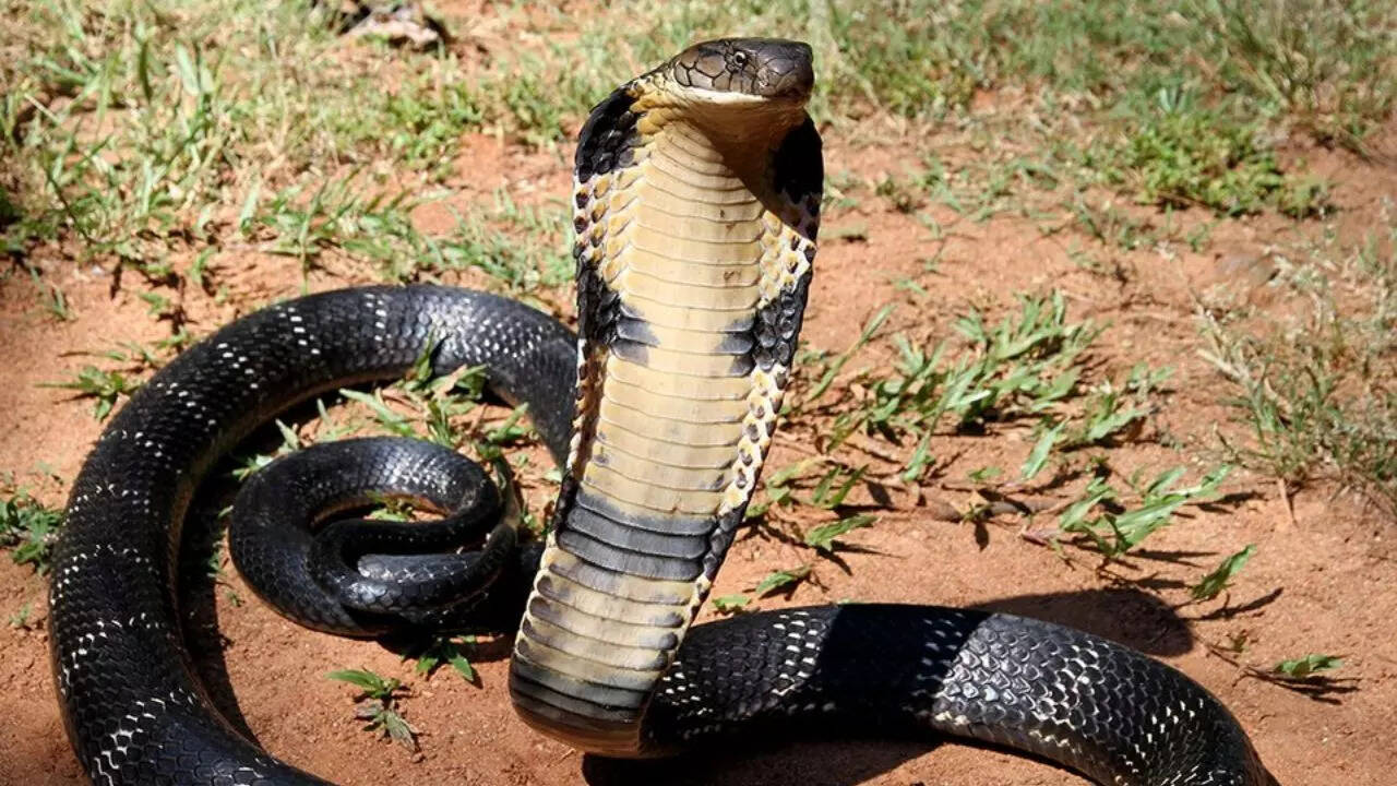 King cobra rescued near Keri as natural habitat shrinks