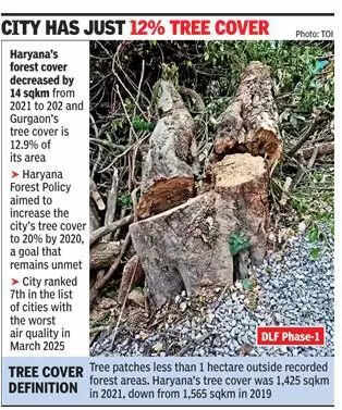 Gurgaon’s green cover under threat: Illegal tree felling goes unchecked, foresters face fire