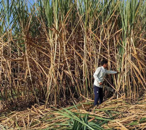 ‘In UP, sugarcane production has surged by 68% in 8 years’
