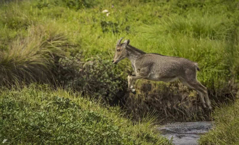 State gears up for Nilgiri tahr survey across 14 divisions