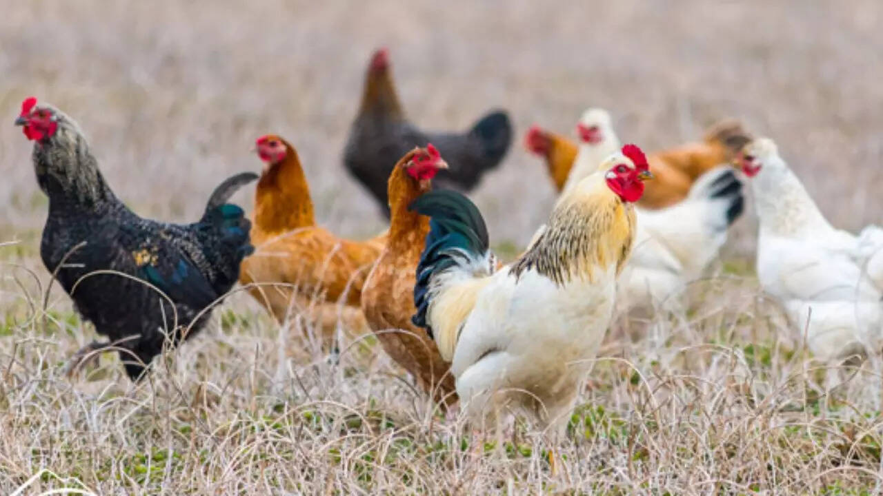 Bird flu